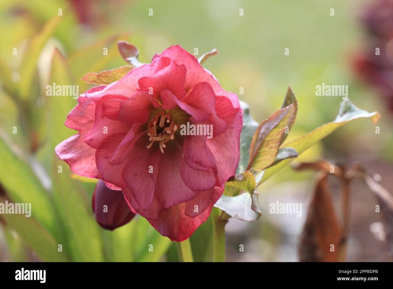 Close up flowers helleborus orientalis in nature Stock Photo