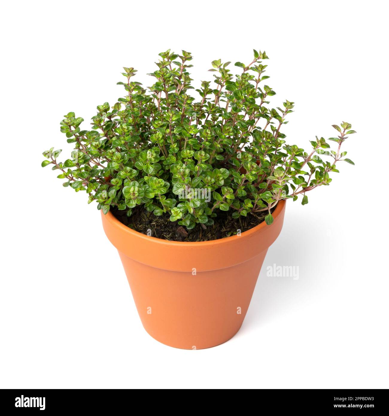 Plant pot with a Thymus pulegioides Tabor plant isolated on white background Stock Photo