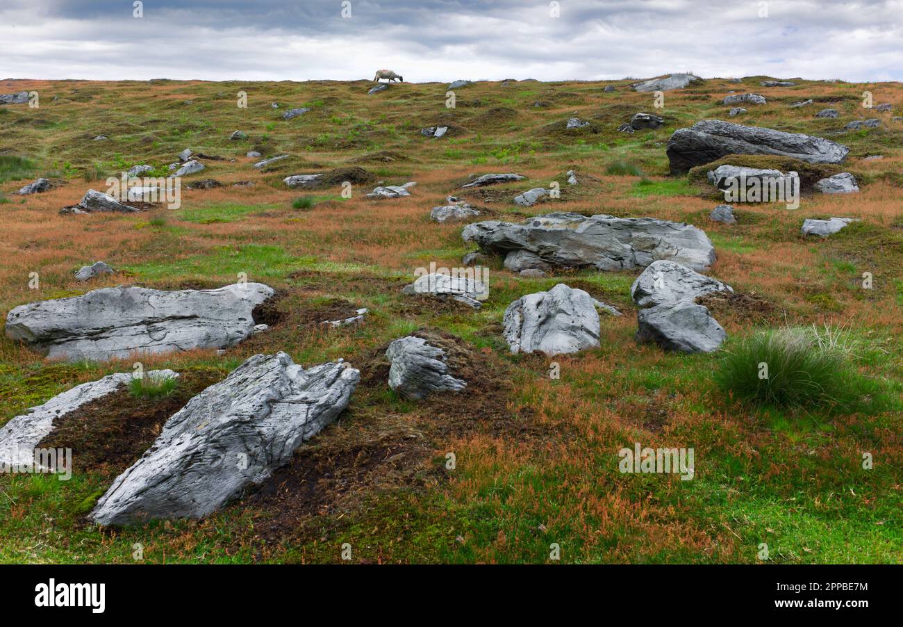 Moorish Rocks North York Moors with flowering grasses and rocks leading to horizon ...