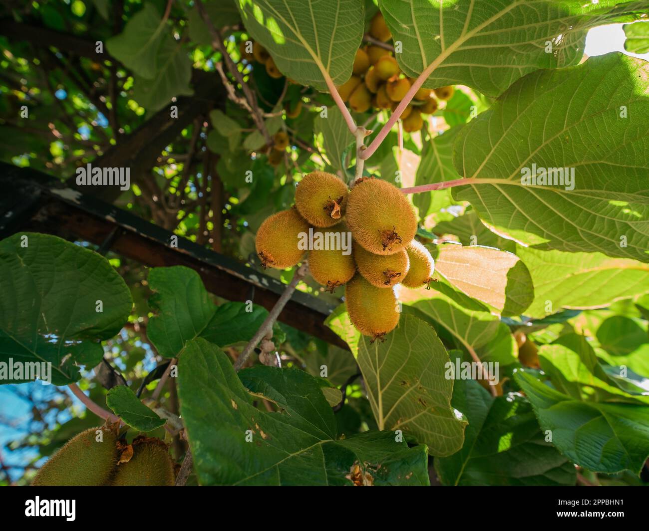 Kiwi picking season. Kiwi on a kiwi tree plantation with with huge ...