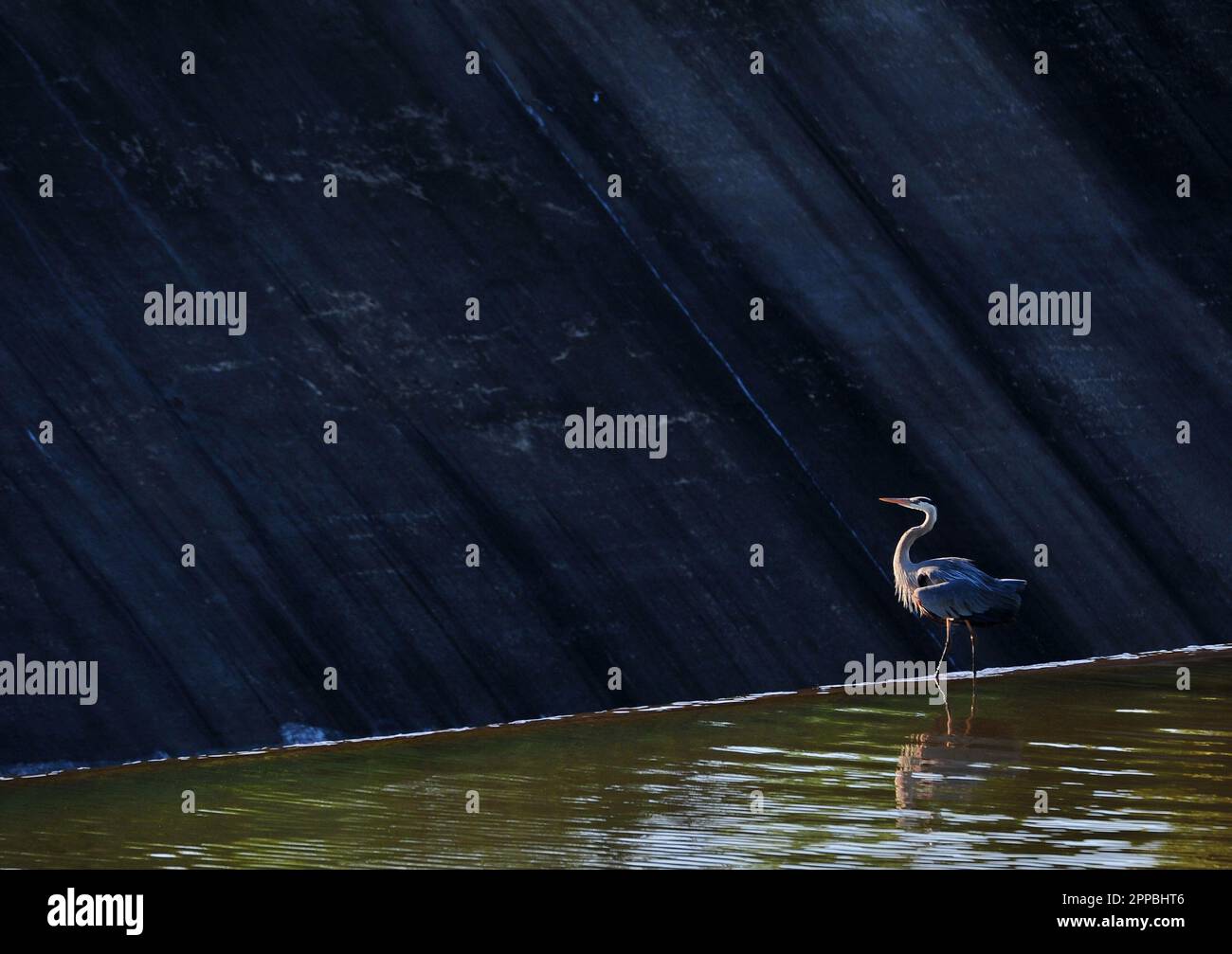 Great Blue Heron lake scene Stock Photo Alamy