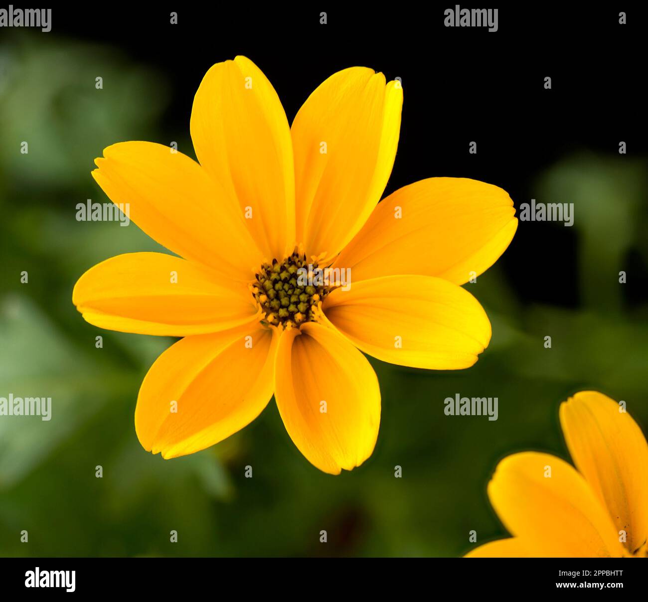Macrophotograph of yellow Bidens Golden Empire flower Stock Photo - Alamy
