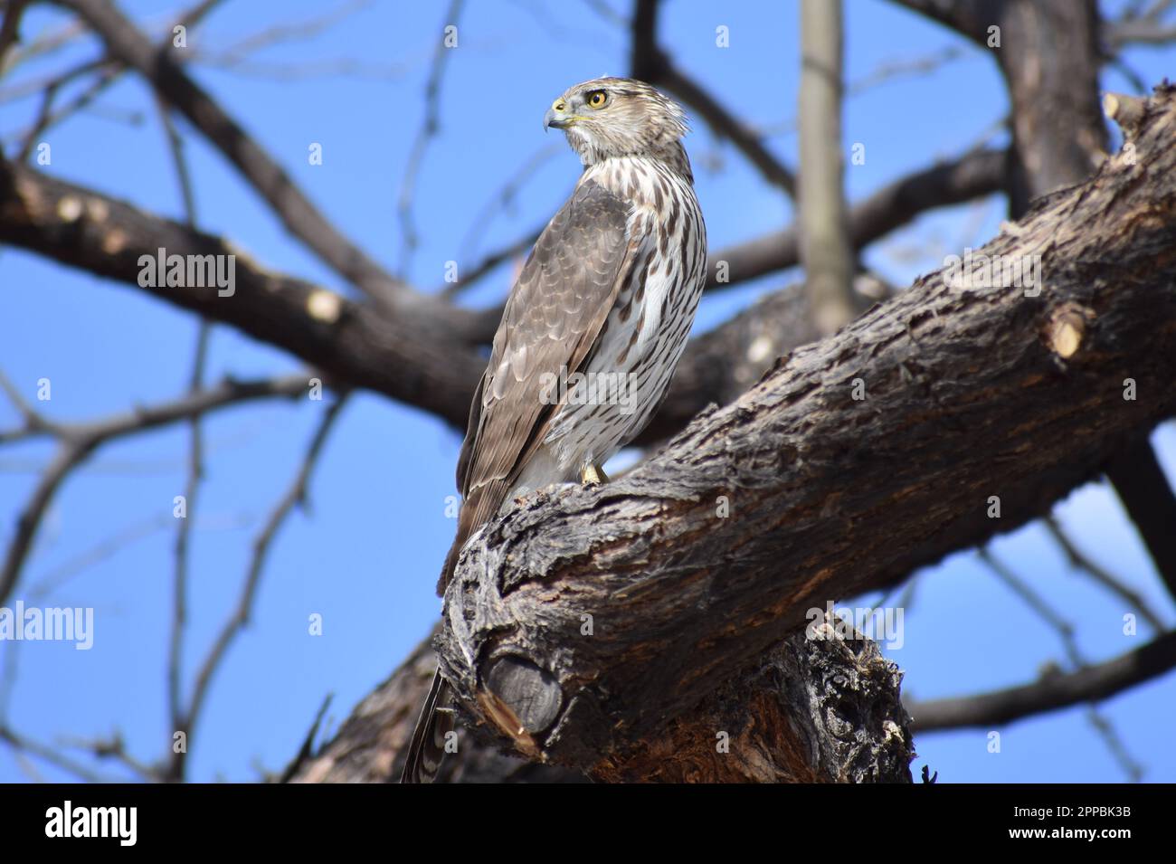 Cooper's Hawk in Arizona Stock Photo Alamy