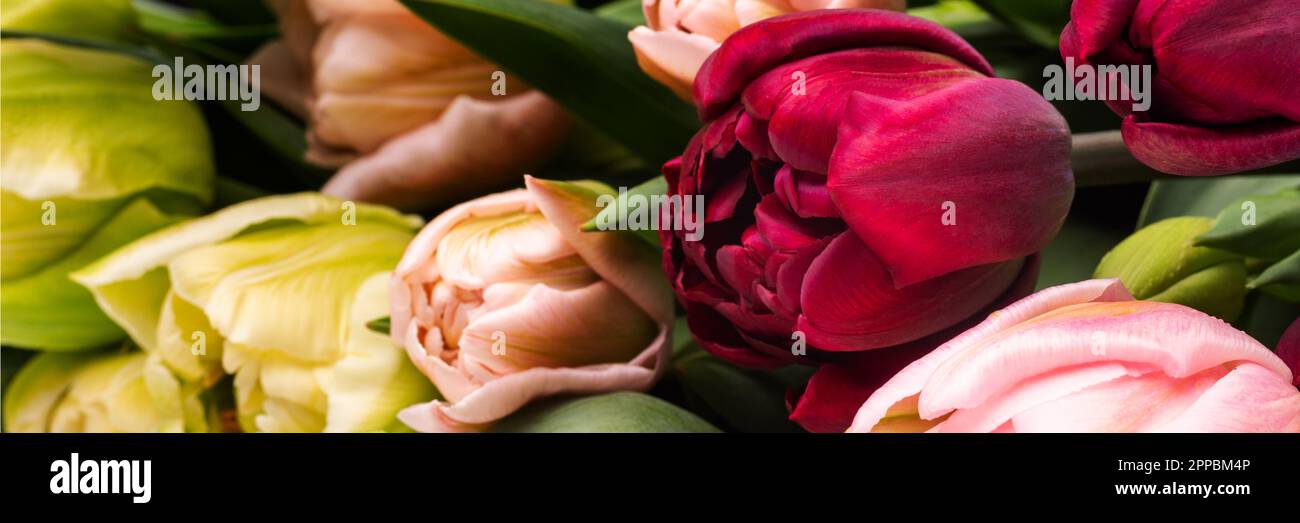 Elegant mixed tulips spring bouquet close up. Spring tulips. Tulips bouquet. Stock Photo