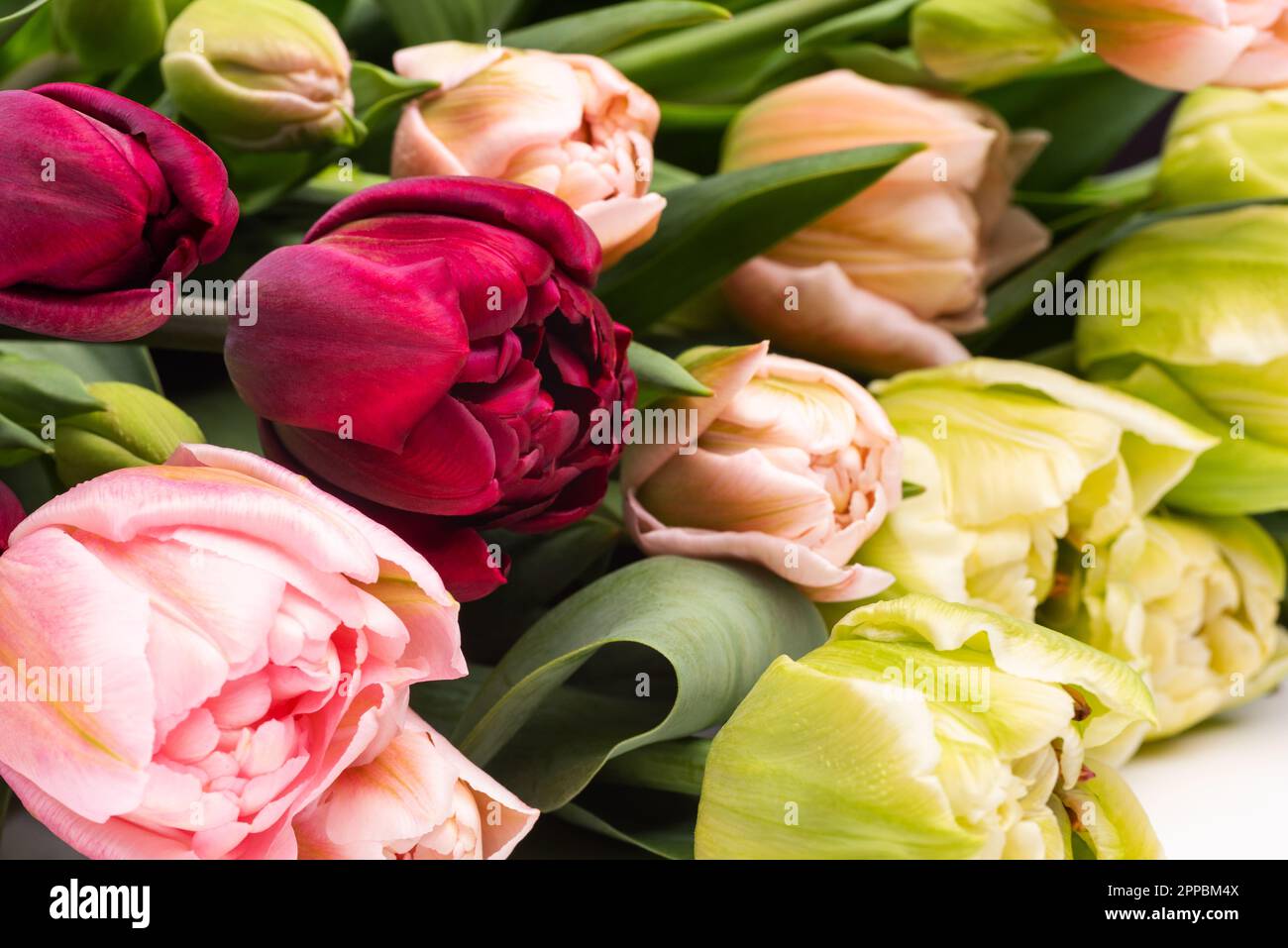 Elegant mixed tulips spring bouquet close up. Spring tulips. Tulips bouquet. Stock Photo