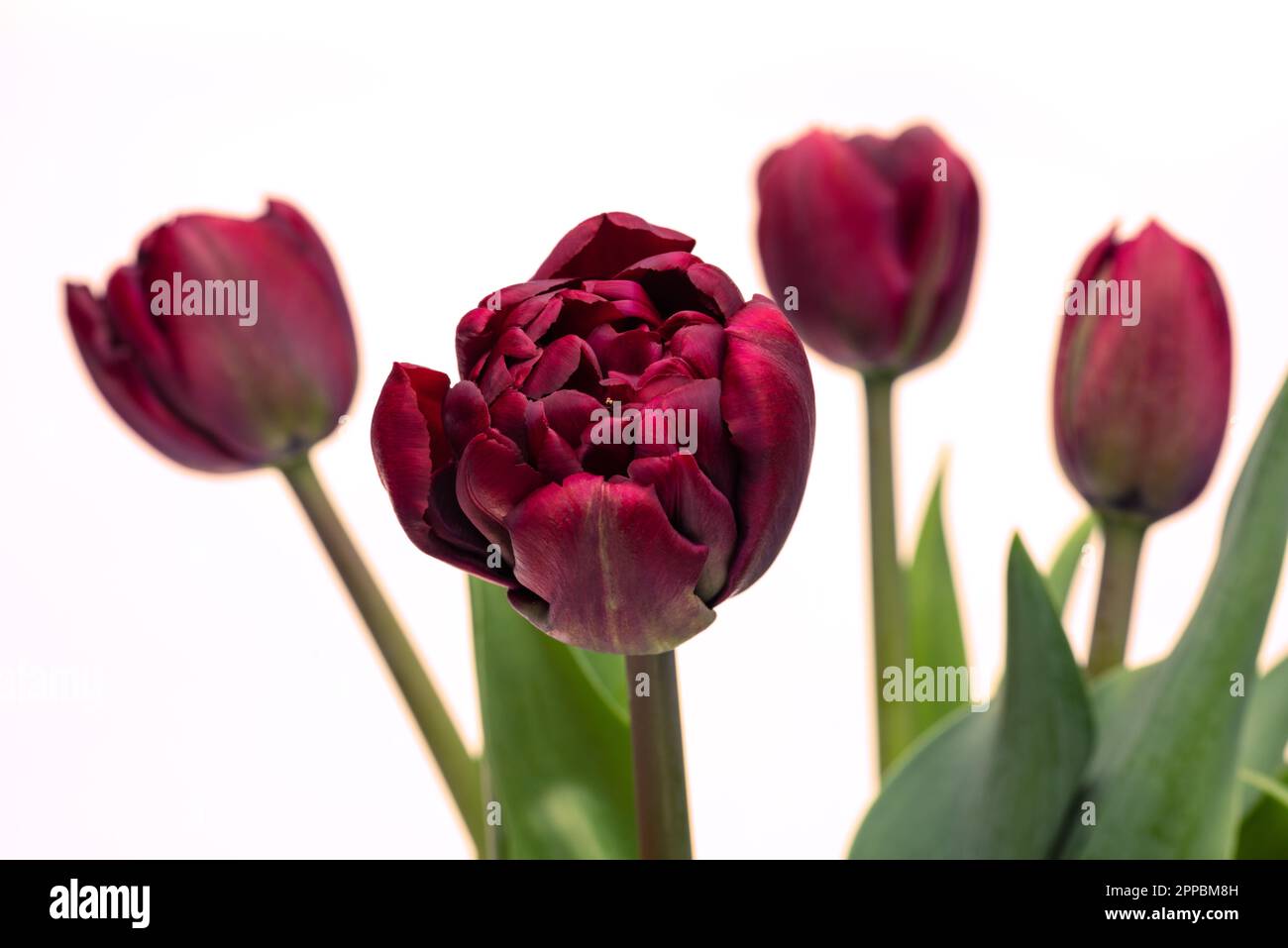 Elegant rich velvety dark purple burgundy Palmyra tulips spring bouquet in white vase on white background. Spring tulips. Tulips bouquet close up. Stock Photo