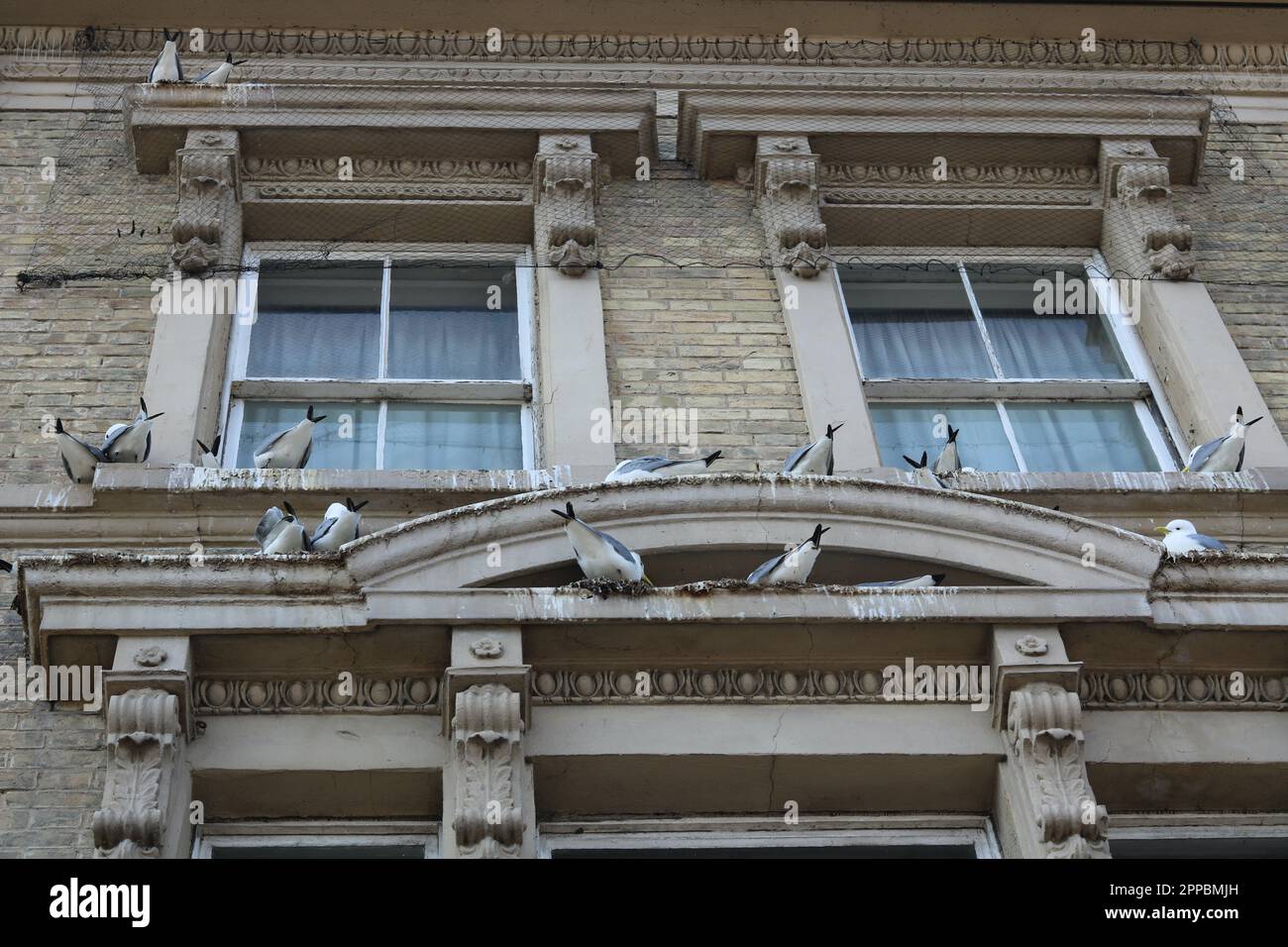 14 April 2023 - England, UK: Seagulls nesting on windowsill of old house Stock Photo