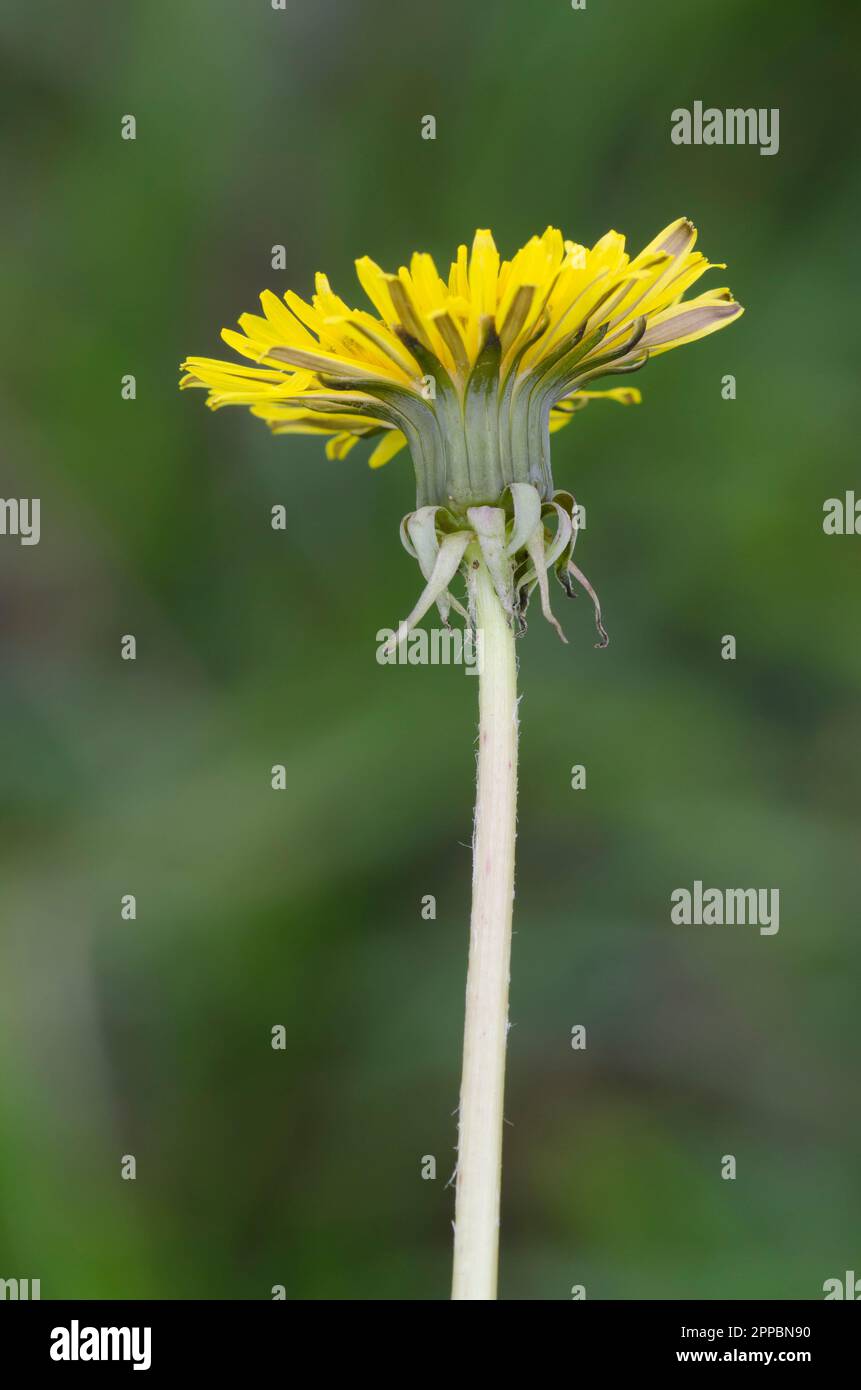 Common Dandelion, Taraxacum officinale Stock Photo