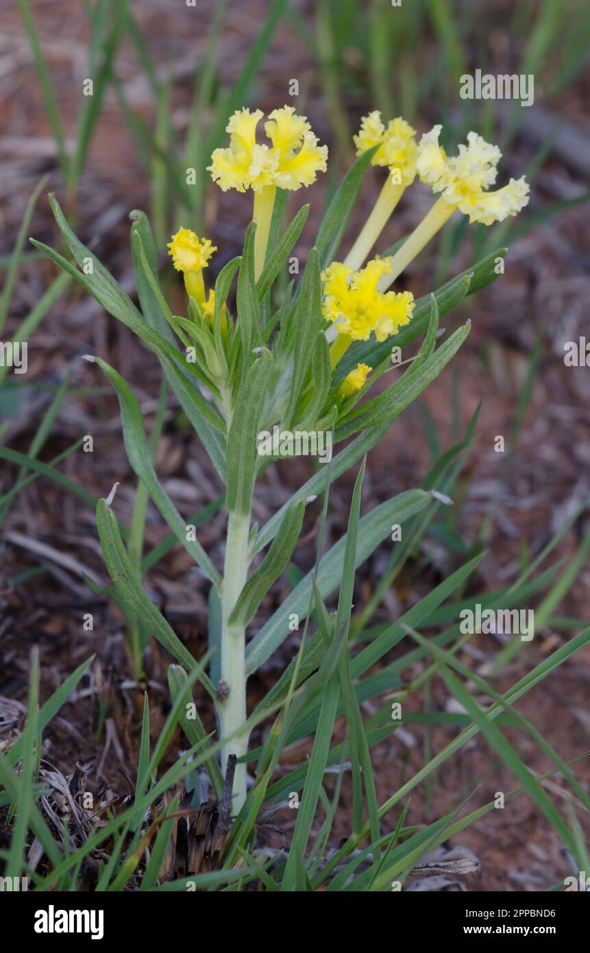 Fringed Puccoon, Lithospermum incisum Stock Photo Alamy