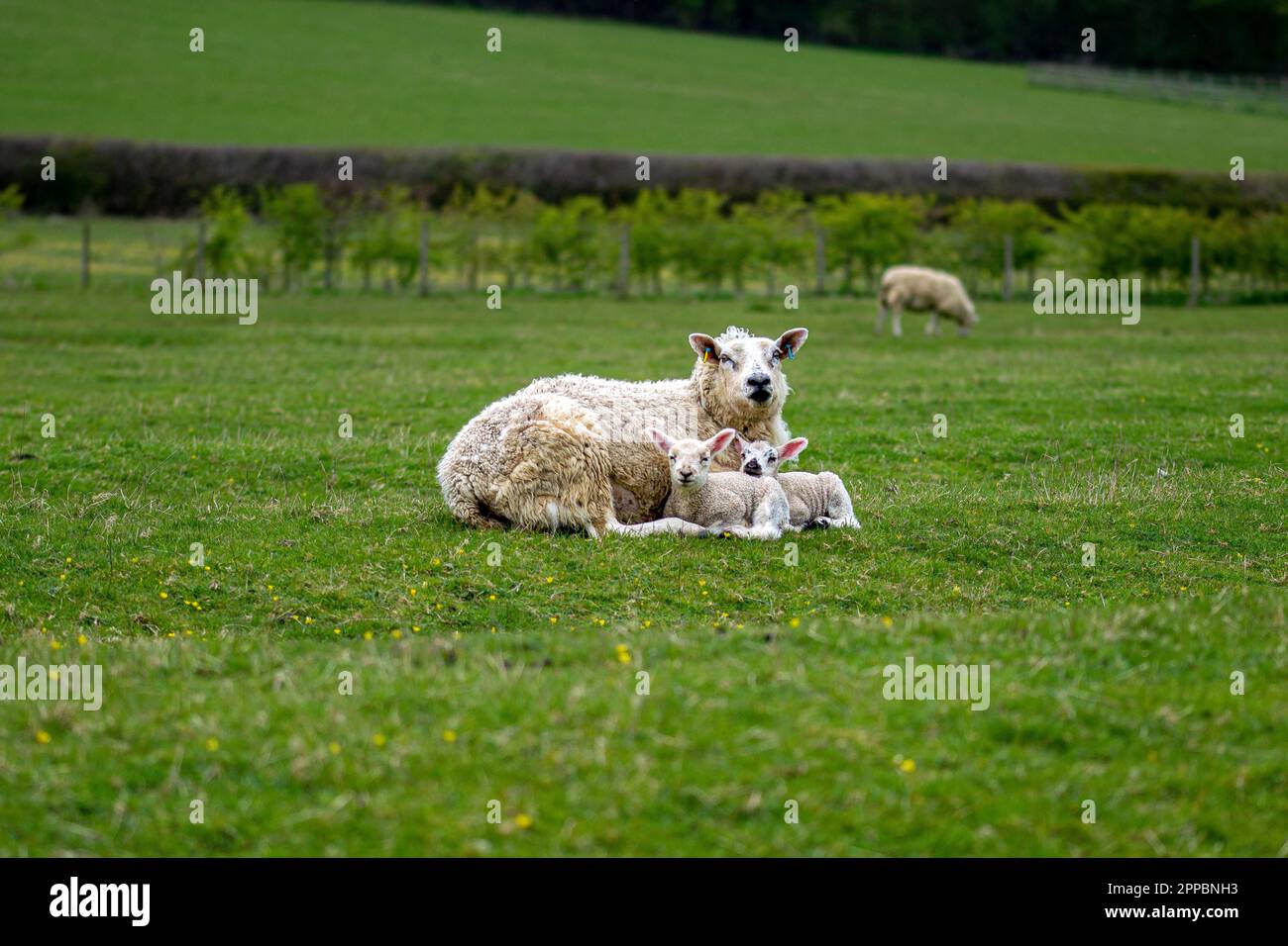 Lambs with their mother Stock Photo - Alamy