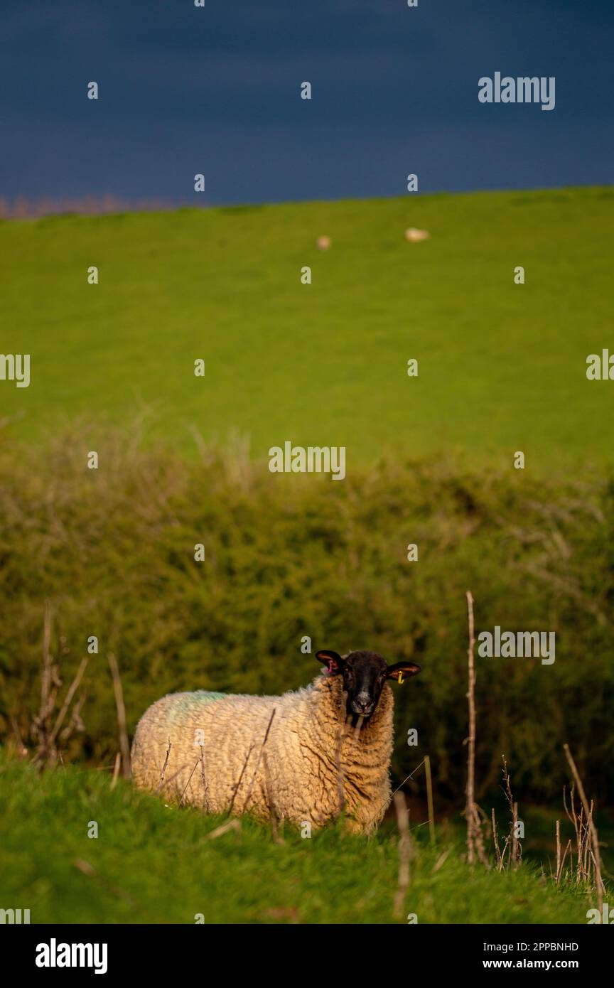 Sheep in a field with a dark moody sky Stock Photo - Alamy