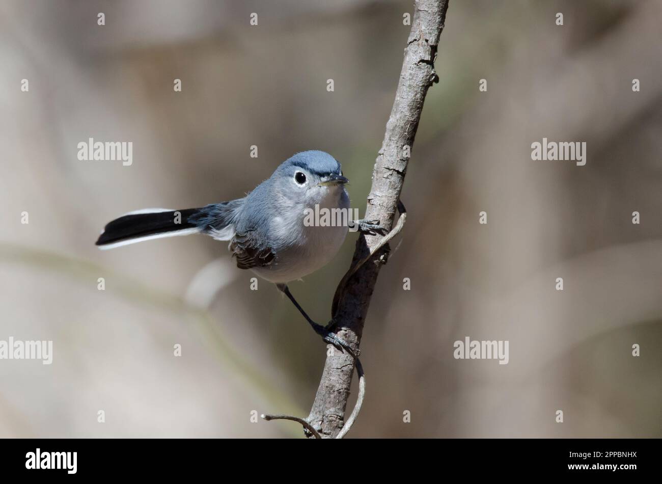 Blue-gray Gnatcatcher, Polioptila caerulea Stock Photo