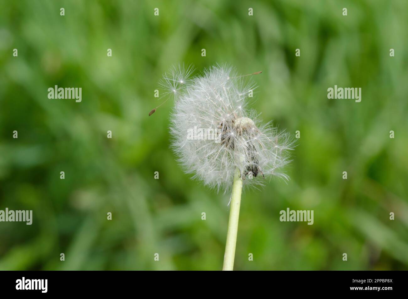 Seeds common dandelion hi-res stock photography and images - Alamy