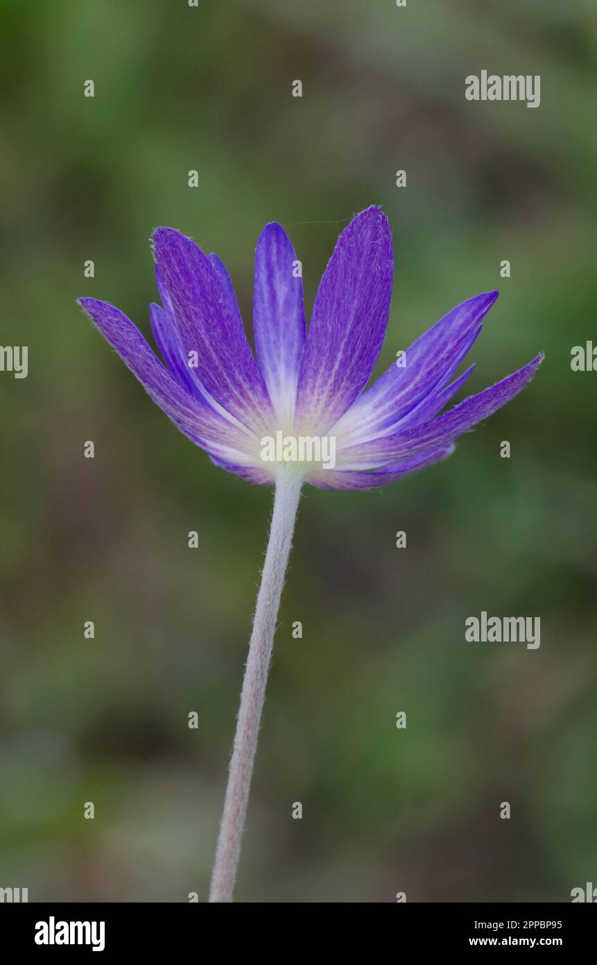 Tenpetal Thimbleweed, Anemone berlandieri Stock Photo