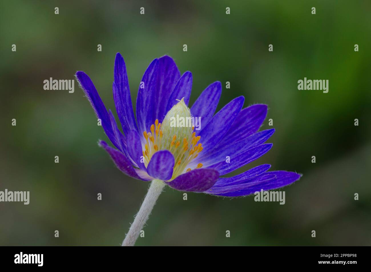 Tenpetal Thimbleweed, Anemone berlandieri Stock Photo