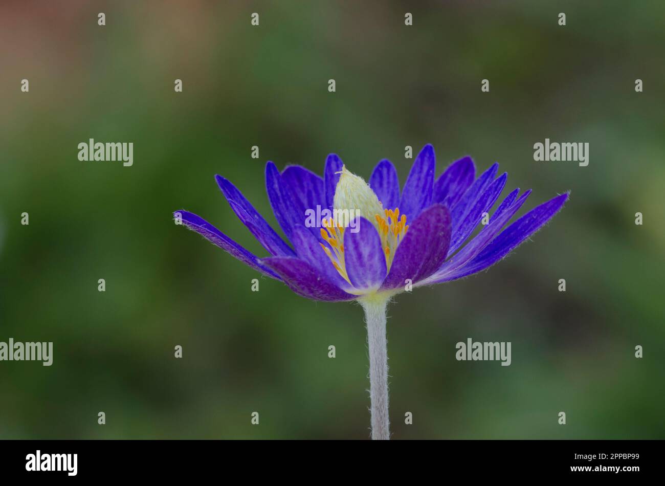 Tenpetal Thimbleweed, Anemone berlandieri Stock Photo