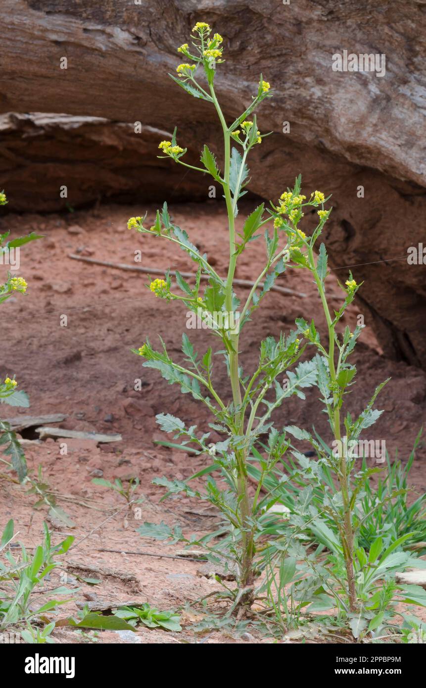 Bog Yellowcress, Rorippa palustris Stock Photo