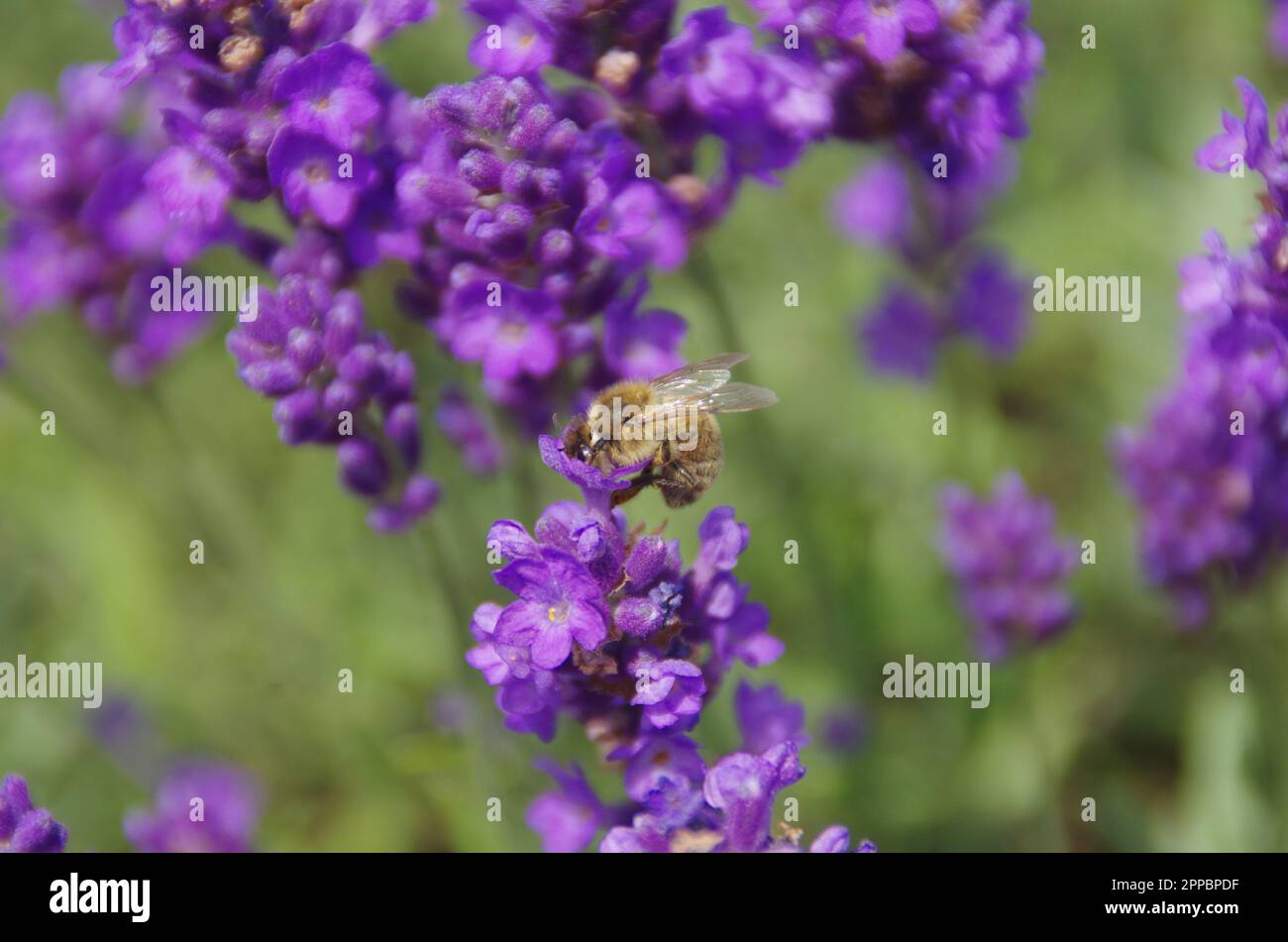 Biene in Lavendel Stock Photo Alamy