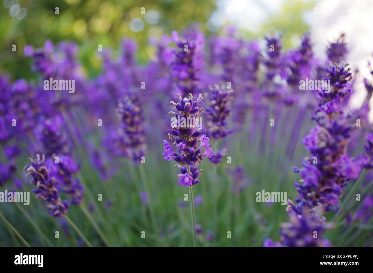 Lila lavendel hi-res stock photography and images - Alamy