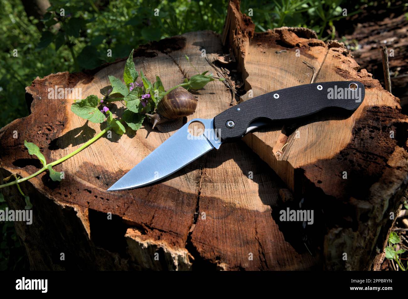 https://c8.alamy.com/comp/2PPBRYN/folding-knife-beautiful-design-cutting-silver-edge-black-carbone-fiber-handle-dry-tree-stump-green-grass-flowers-snail-2PPBRYN.jpg