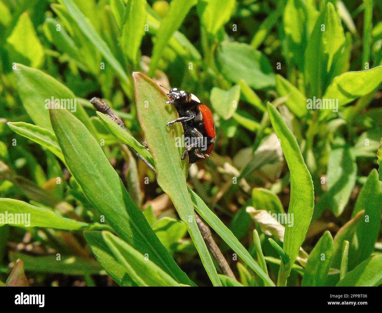 Ladybug on green grass in spring. Macro view Stock Photo