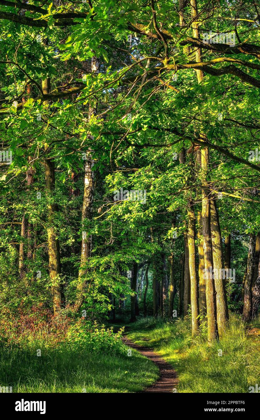 Trees in the forest in a green spring scenery. Forest path among green ...