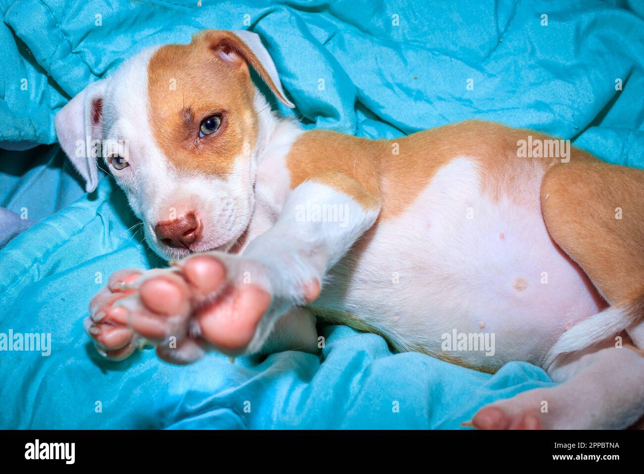 Brown and white Pitbull terrier puppy dog, Cape Town, South Africa