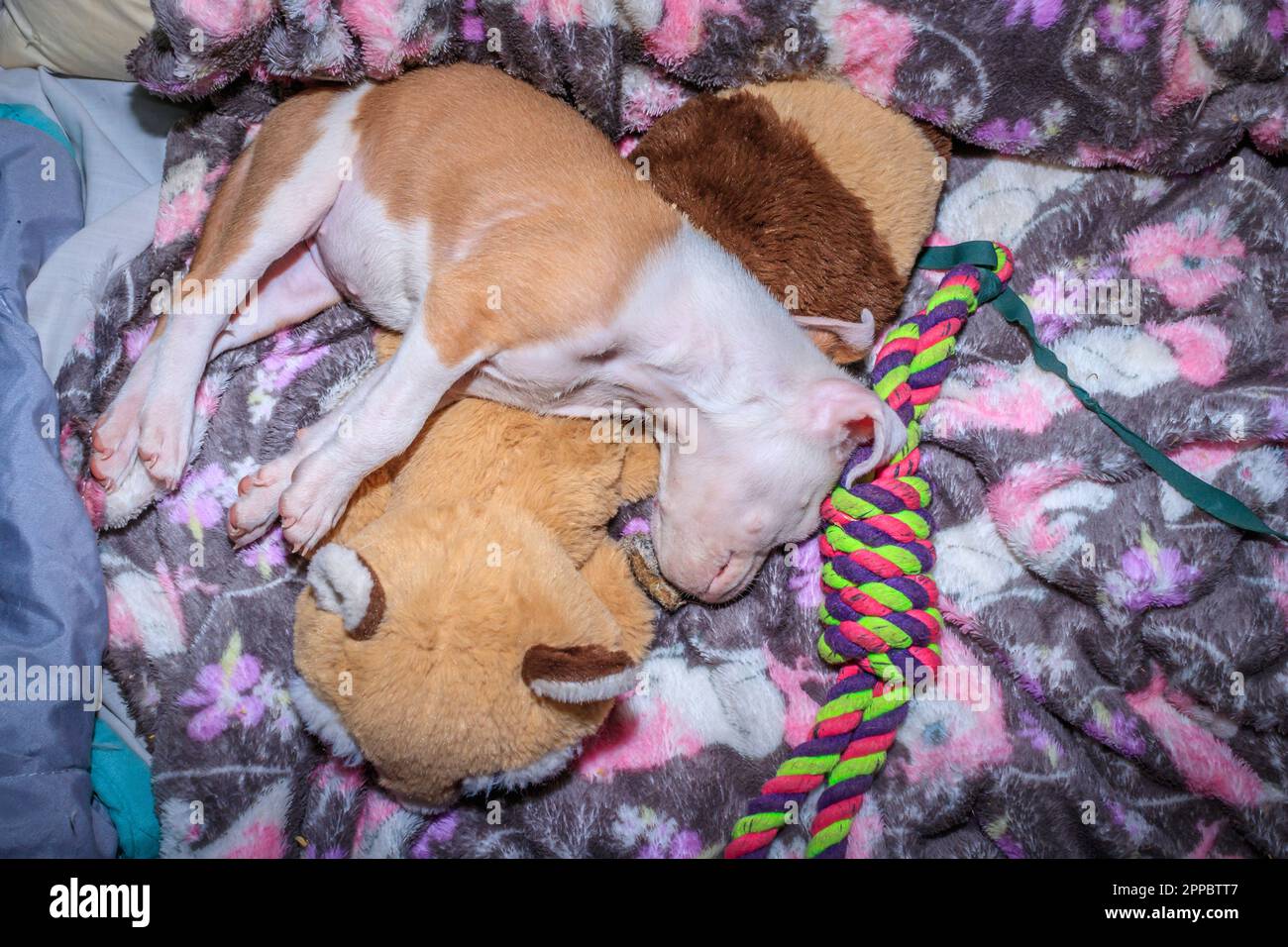 Brown and white Pitbull terrier puppy dog, Cape Town, South Africa