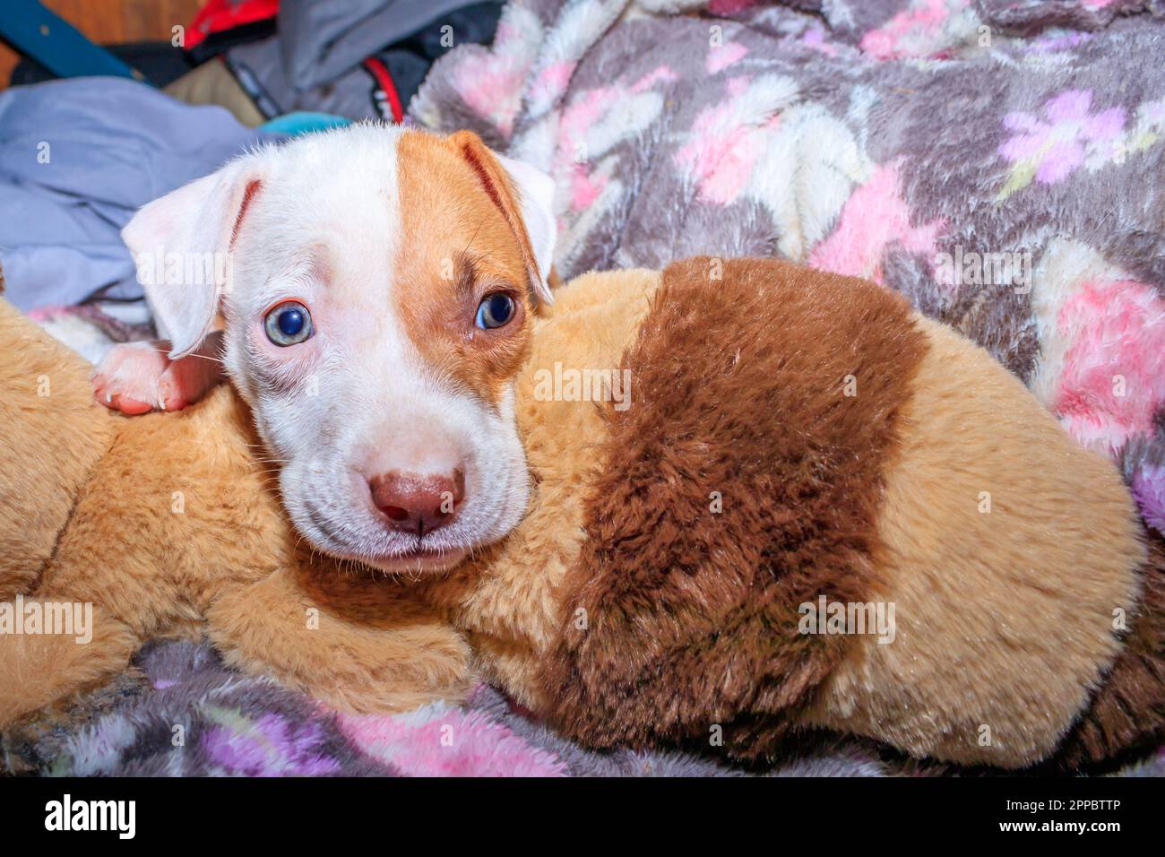 Brown and white Pitbull terrier puppy dog, Cape Town, South Africa Stock Photo