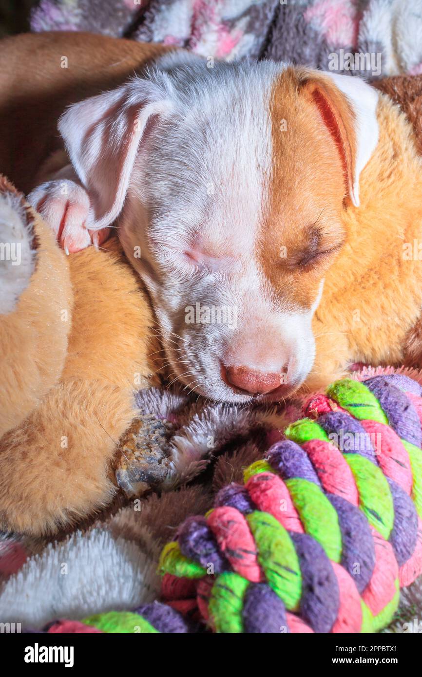 Brown and white Pitbull terrier puppy dog, Cape Town, South Africa
