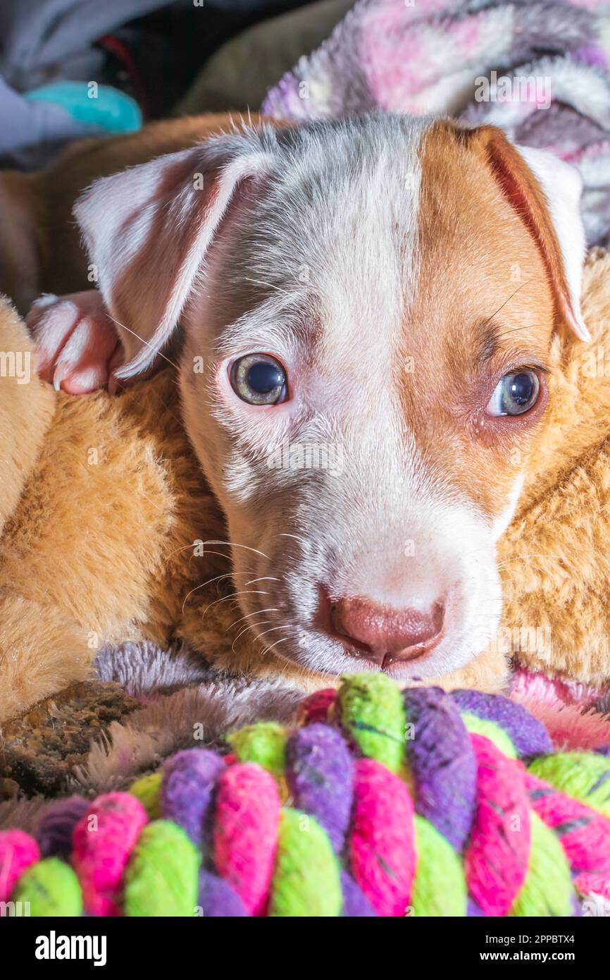 Brown and white Pitbull terrier puppy dog, Cape Town, South Africa