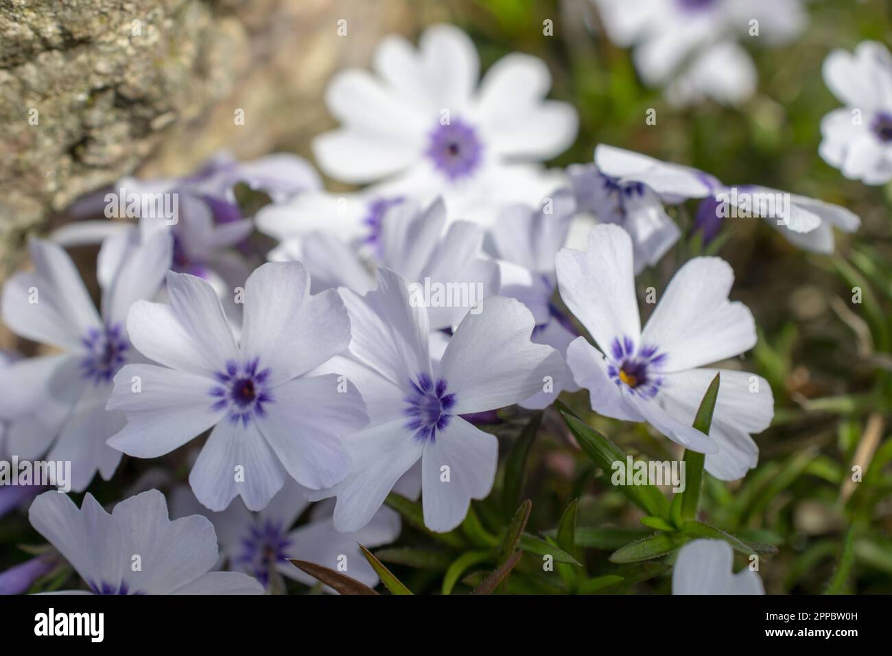 White with a blue eye moss phlox Bavaria. High quality photo Stock Photo