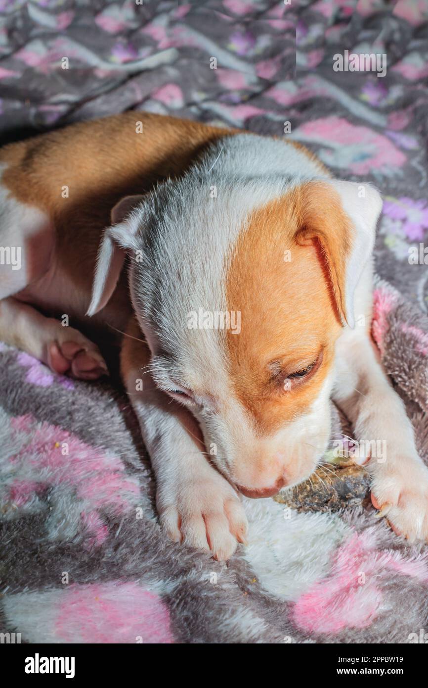 Brown and white Pitbull terrier puppy dog, Cape Town, South Africa Stock Photo