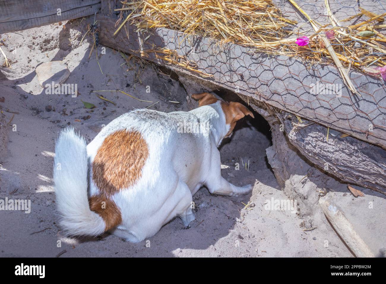 Brown and white Jack Russell terrier dog, Cape Town, South Africa Stock