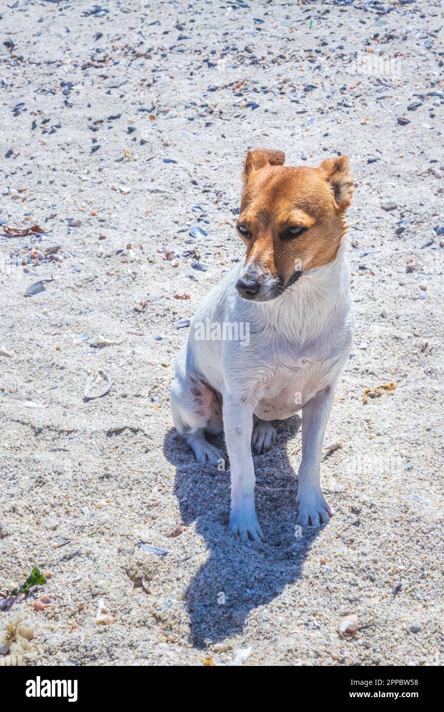 Brown and white Jack Russell terrier dog, Cape Town, South Africa Stock Photo