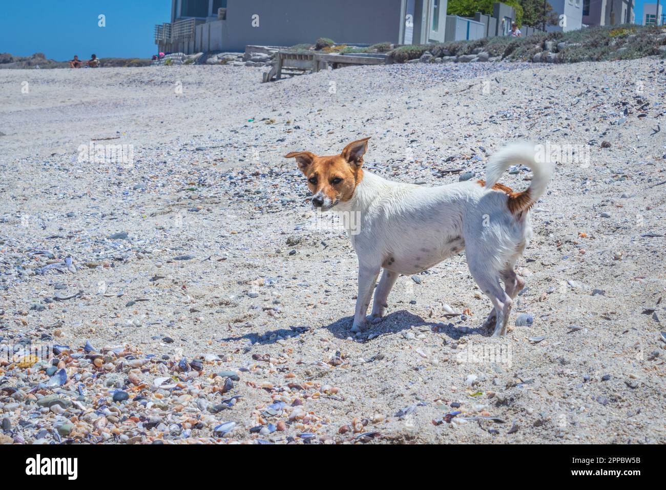 Brown and white Jack Russell terrier dog, Cape Town, South Africa Stock