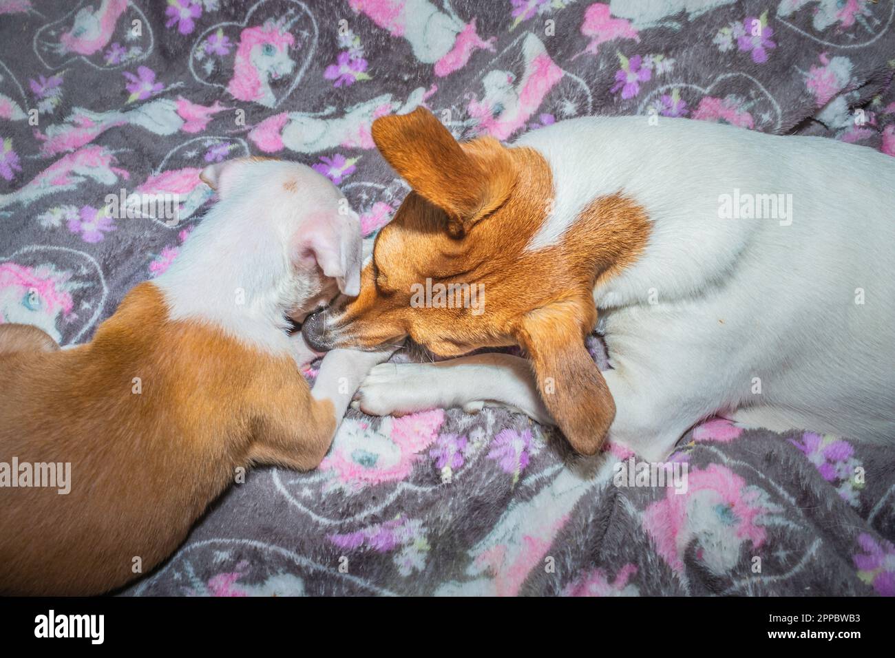 Brown and white Jack Russel and Pitbull terrier puppy dog playing, Cape  Town, South Africa Stock Photo - Alamy