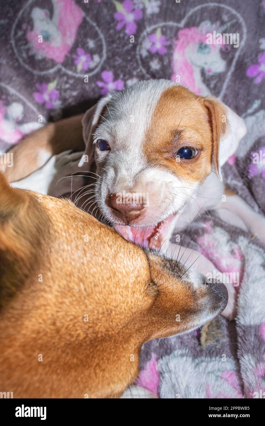 Hot jack russell pit mix puppies on Sale
