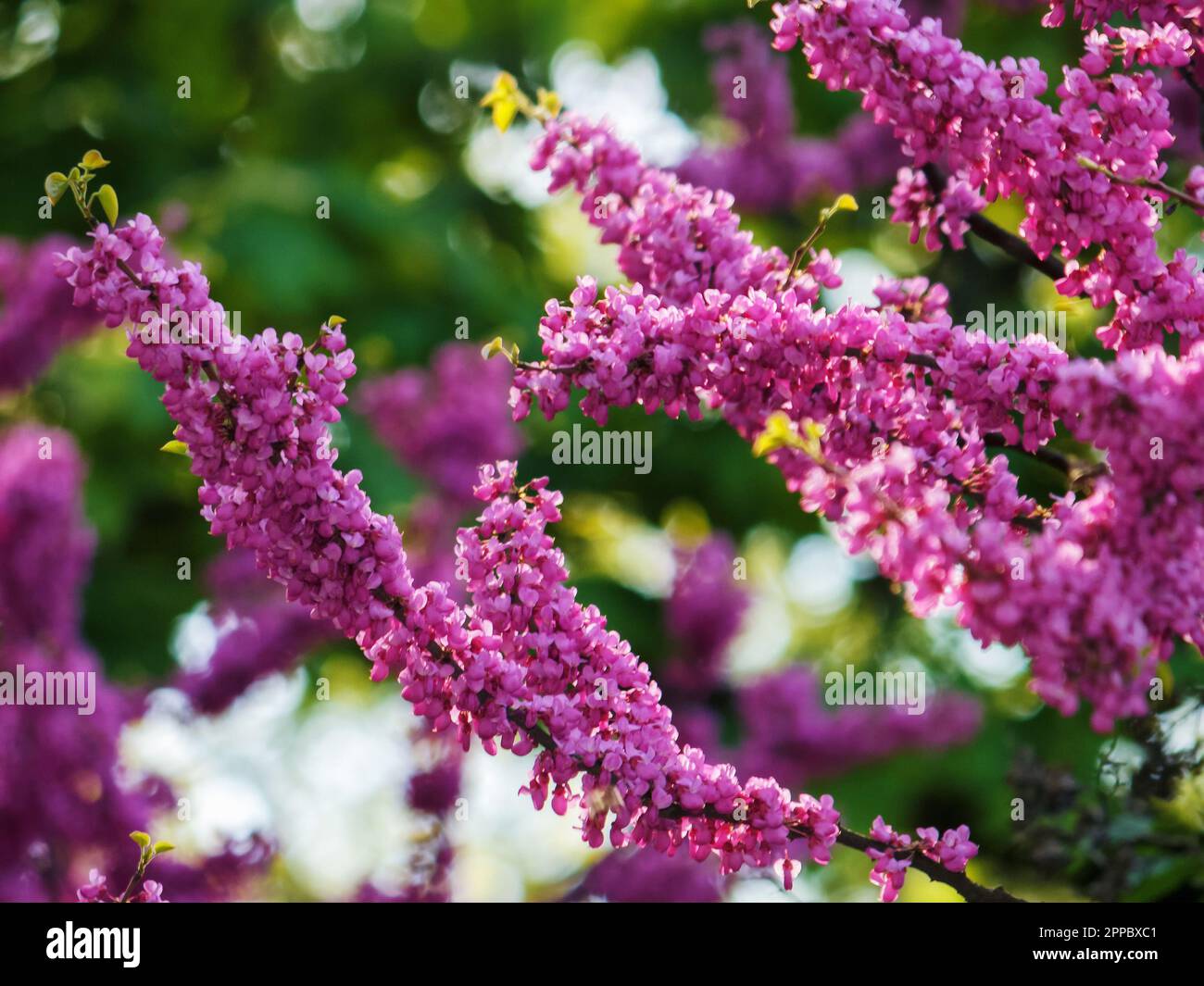 pink blossoming redbud branch. warm april day Stock Photo