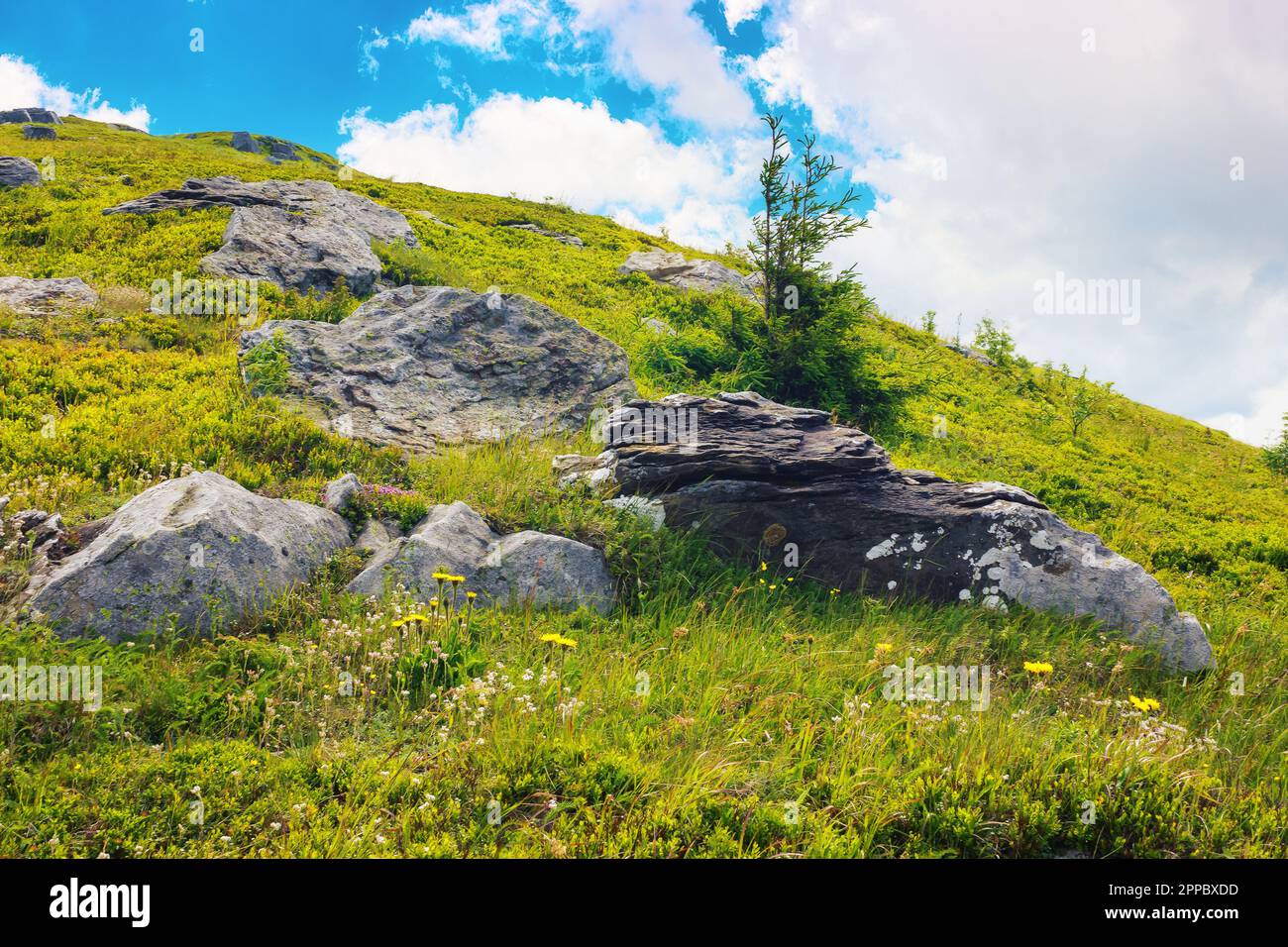spruce on the grassy hill. beautiful mountain landscape in morning light. summer vacations background Stock Photo