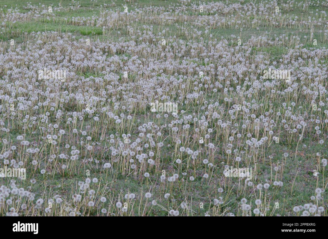 Common Dandelion, Taraxacum officinale, fruiting heads Stock Photo