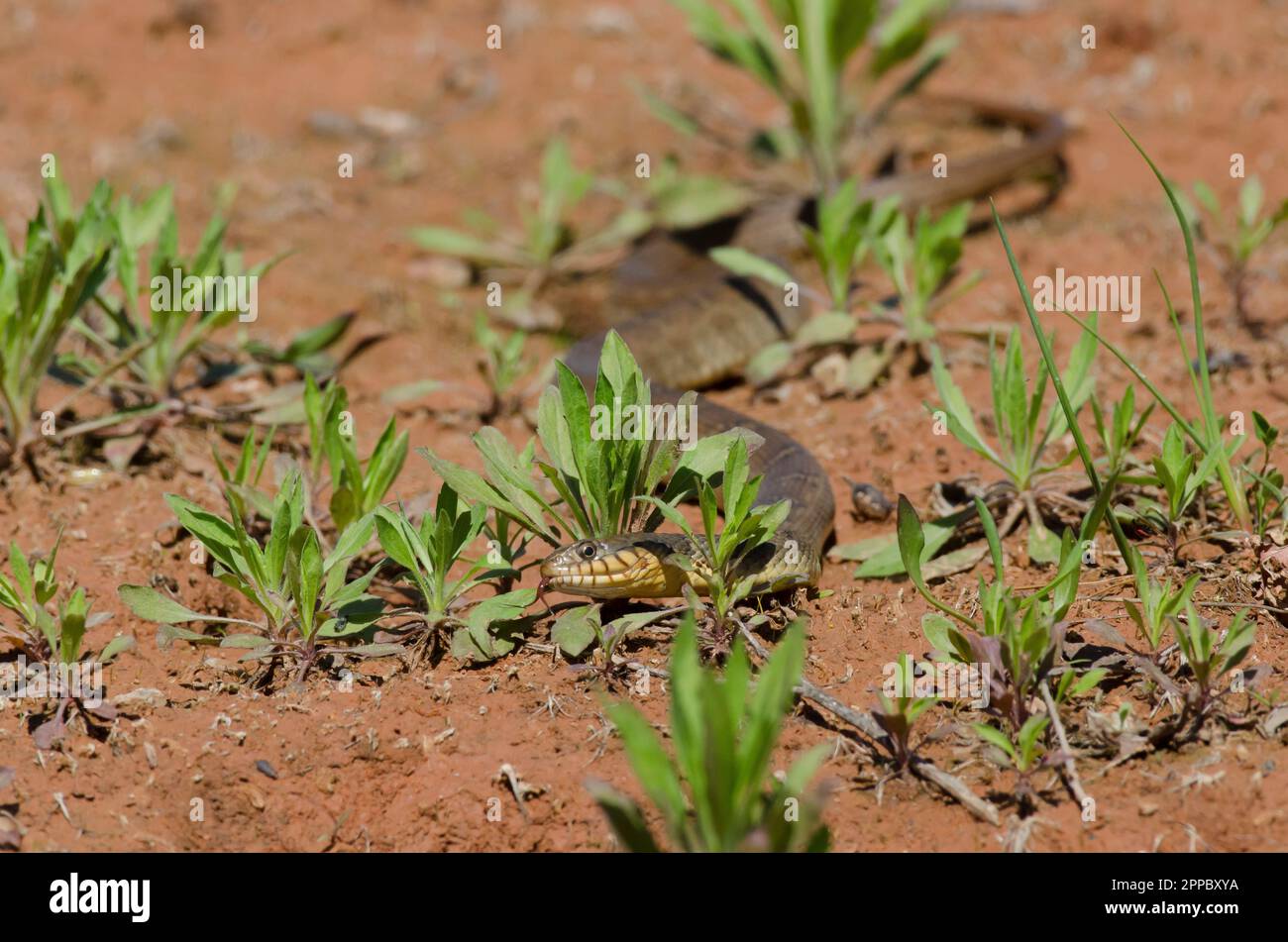Plain-bellied Water Snake, Nerodia erythrogaster Stock Photo - Alamy