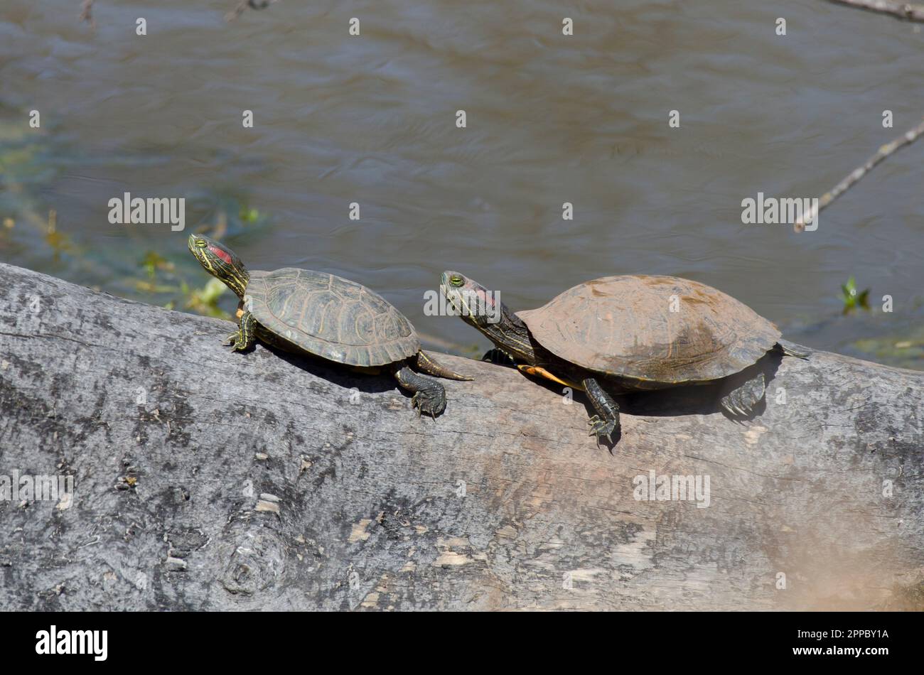 Redeared sliders, Trachemys scripta elegans, basking Stock Photo Alamy