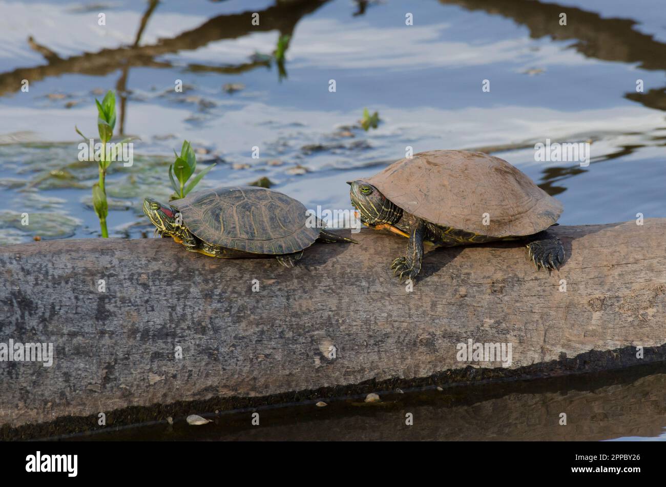 Redeared sliders, Trachemys scripta elegans, basking Stock Photo Alamy