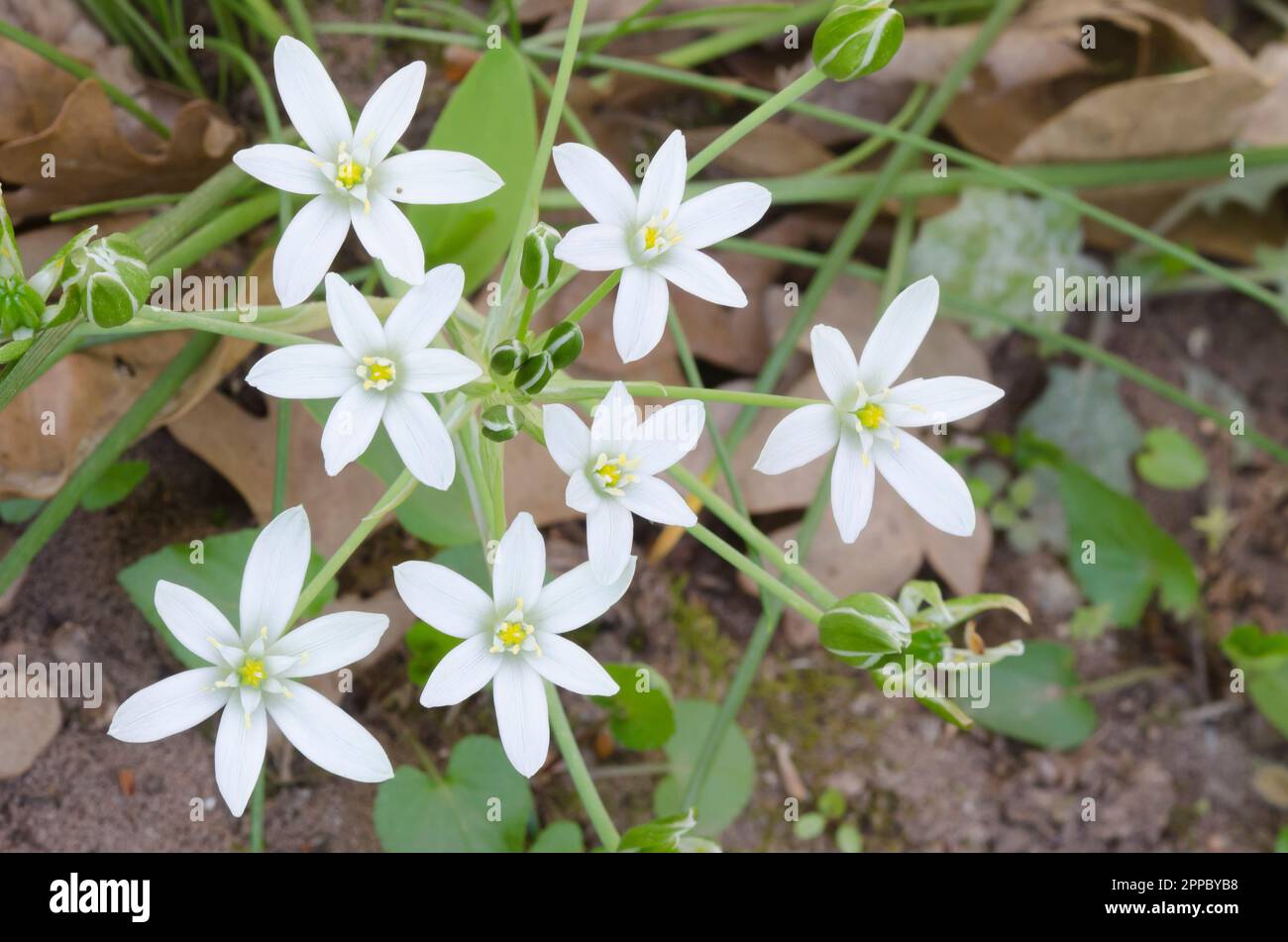 Garden star-of-Bethlehem, Ornithogalum umbellatum Stock Photo - Alamy