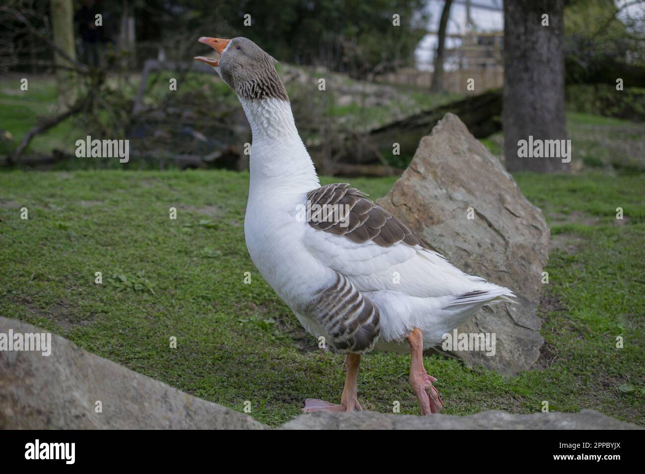 American Saddleback Pomeranian Geese