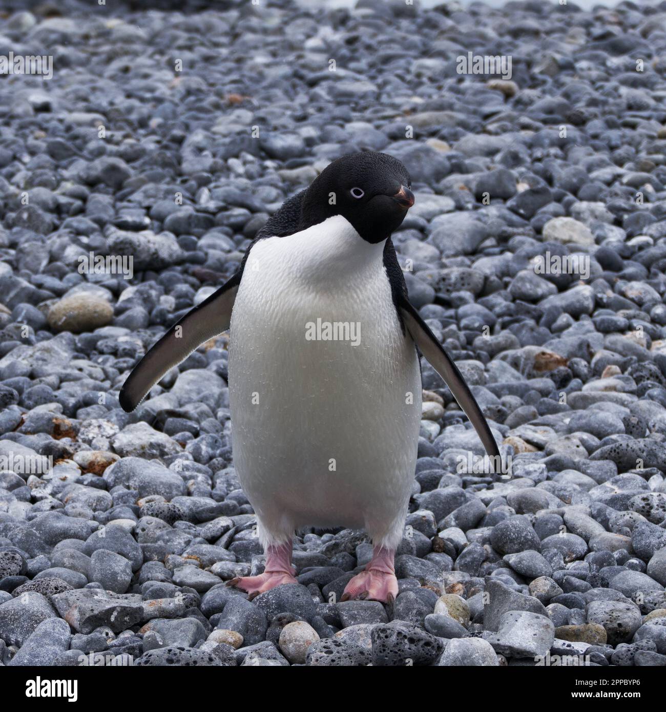 A cute Adelie penguin waddles across a rugged shoreline of rocks and