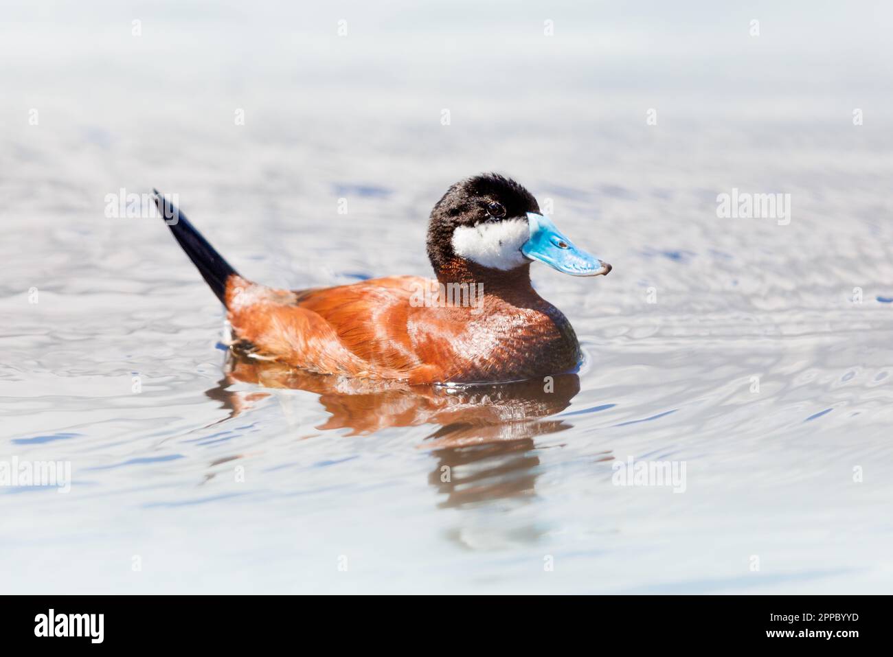 Lake Riding Duck A Ruddy Duck swimming in a lake in the Carribean Stock Photo - Alamy