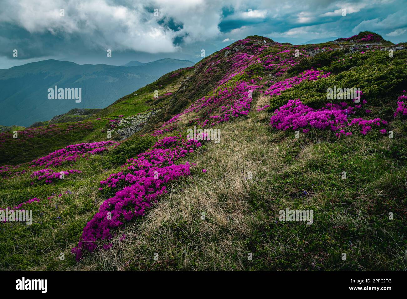 Spectacular summer nature landscape, flowering pink rhododendron flowers on the slope in Bucegi mountains, Carpathians, Transylvania, Romania, Europe Stock Photo