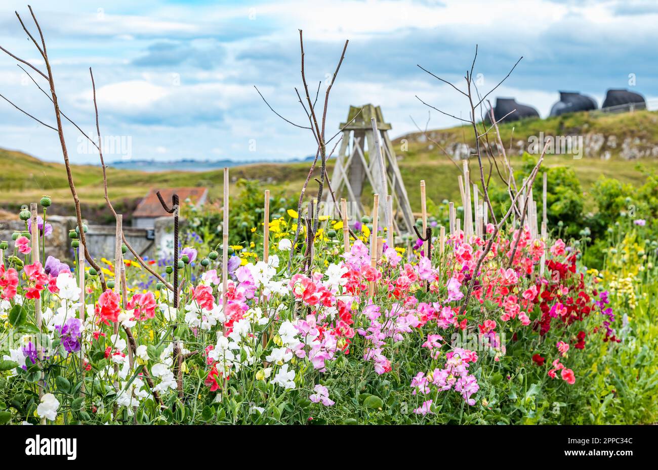 Sweet pea flowers growing, Gertrude Jekyll's flower garden, Holy Island of Lindisfarne, Northumberland, England, UK Stock Photo